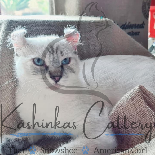 American Curl Cat