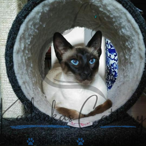 Siamese Cat